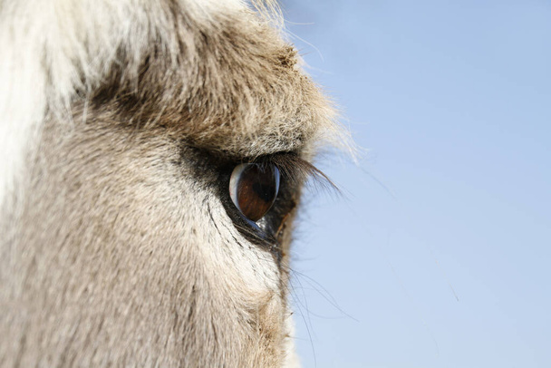 Eye of a donkey - Φωτογραφία, εικόνα