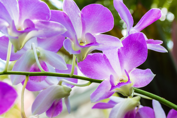 Dendrobium orchidea - Zdjęcie, obraz