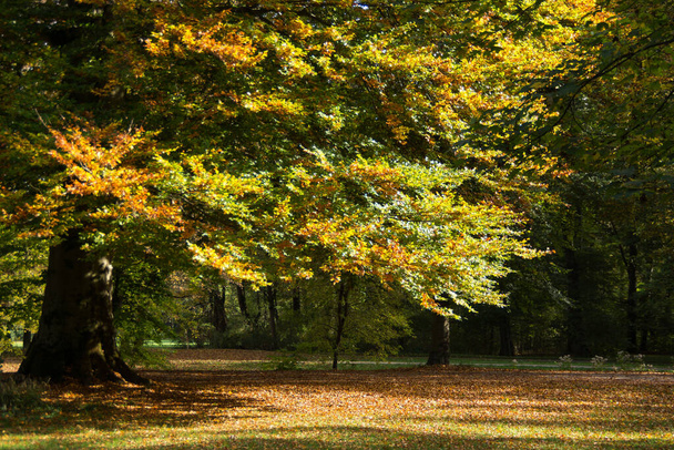 Beautiful colorful autumn foliage  - Fotografie, Obrázek