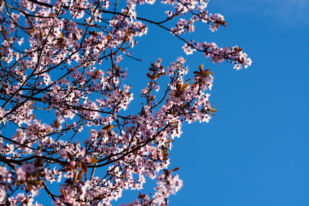 fruit tree blossom in spring - Foto, Bild