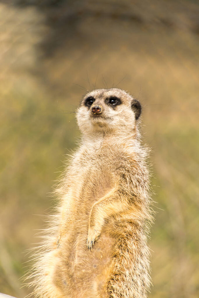 meerkat in namibia, africa - Foto, immagini