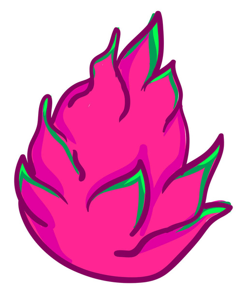Pink dragon fruit, illustration, vector on white background. - Vector, Image