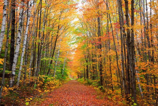 Malownicza aleja w wiejskim Vermont jesienią - Zdjęcie, obraz