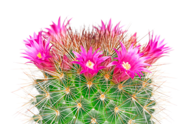 igła kaktus kwitnący - Zdjęcie, obraz