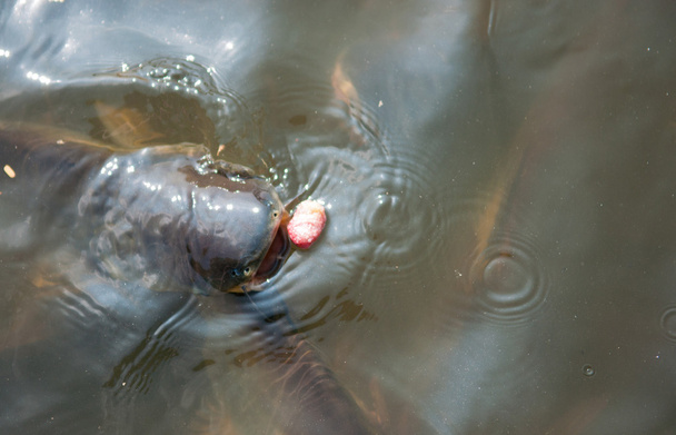 Alimentación Tiburón iridiscente Peces en el río de Tailandia
 - Foto, Imagen