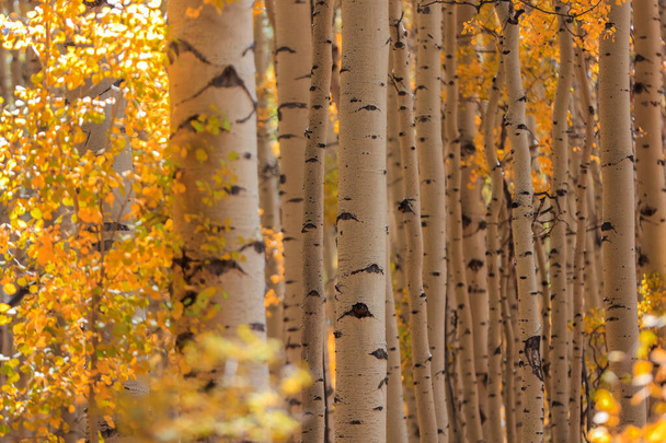 Рос осиновых деревьев в осеннее время - Фото, изображение