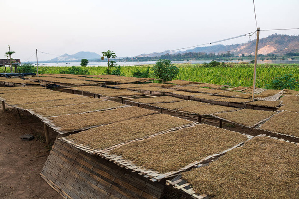 Suszenie liści tytoniu na słońce i widok plantacji tytoniu w Tajlandii - Zdjęcie, obraz