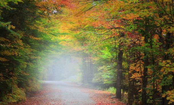 Morning fog in autumn alley - Photo, Image
