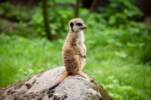 Close-up of a meerkat (Suricata suricatta) - Fotoğraf, Görsel