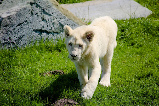 Close-up of a white baby lion - Foto, afbeelding