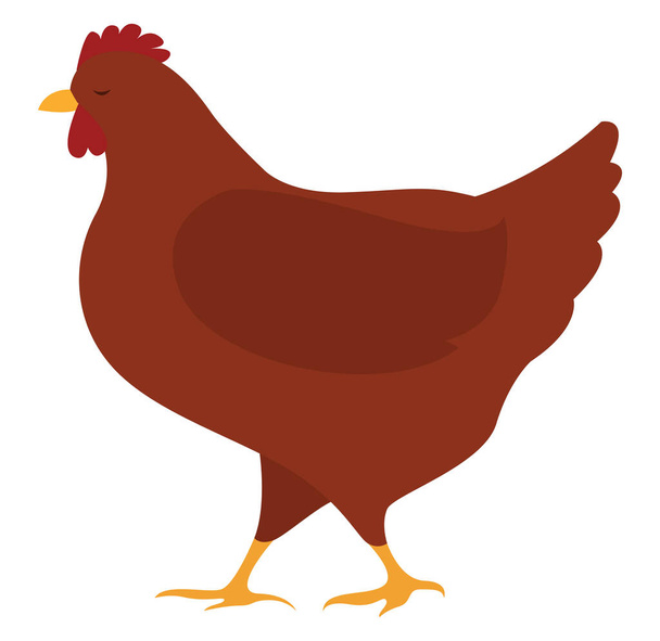Red chicken, illustration, vector on white background. - Vector, Image