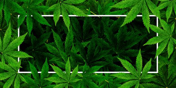 Sfondo di marijuana o foglie di cannabis. Illustrazione vettoriale realistica della pianta in vista dall'alto
. - Vettoriali, immagini