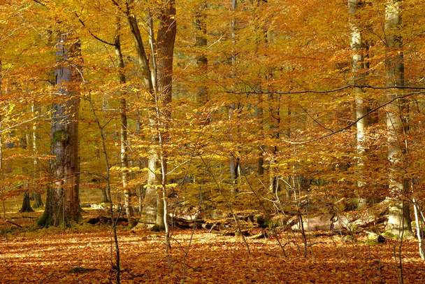 осінь у північній частині Штайґервальда, Нижня Франконія, Баварія, Німеччина
 - Фото, зображення