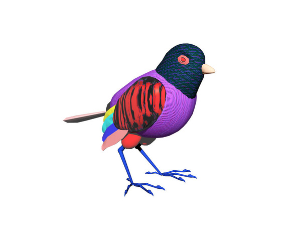 songbird plumage, avian bird watching - 写真・画像