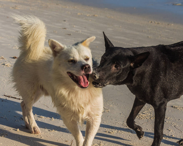 Dos perros juegan en la playa.
 - Foto, Imagen
