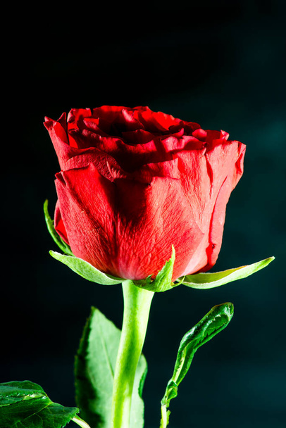 closeup view of roses with reflection - Zdjęcie, obraz