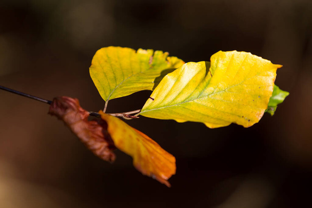 Autumn colours butes foliage of the beech - Zdjęcie, obraz