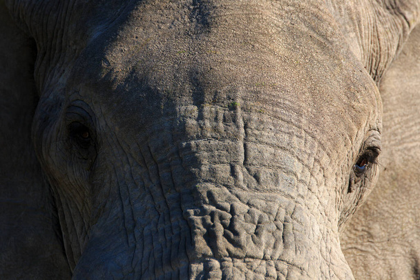 African elephant animal, nature and fauna - Foto, Imagem