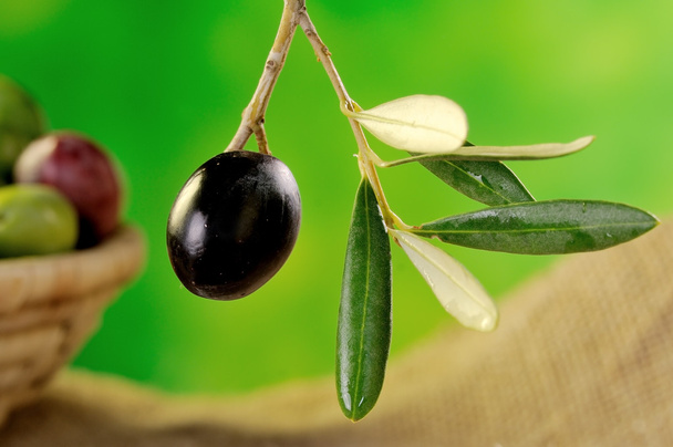 Olive siciliane
 - Foto, immagini