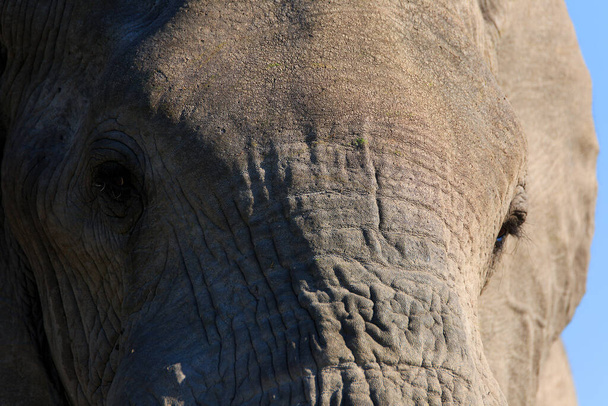 Portrait of an elephant bull - Foto, Bild