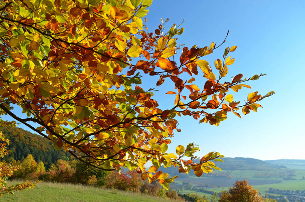 Beautiful autumn foliage in forest - Fotografie, Obrázek