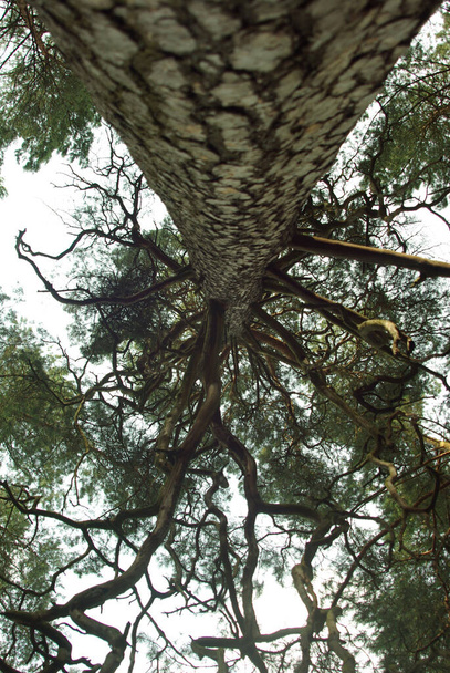 Pine towering in the sky - Pinus - Foto, Imagen