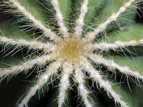 cactus plant, prickly cactus flora - Foto, afbeelding