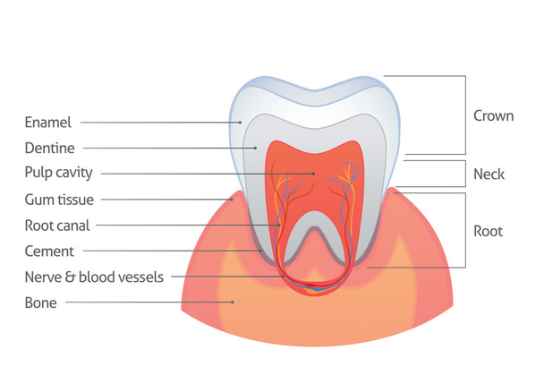 Tooth anatomy - Vector, Image
