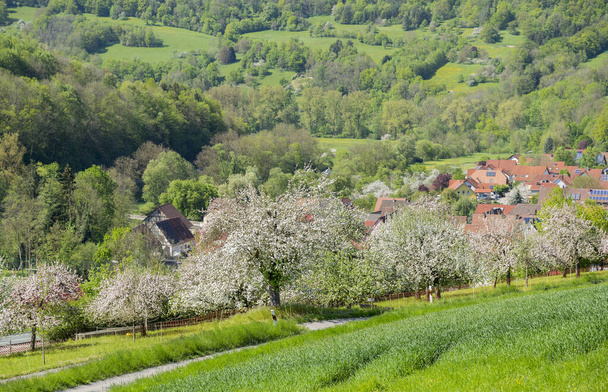 idyllic sunny spring time scenery including a town named Kocherstetten located in Hohenlohe,a district in Southern Germany - Фото, изображение