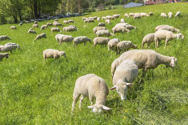 sunny idyllic spring time scenery including a flock of sheep on a meadow in Southern Germany - Фото, изображение