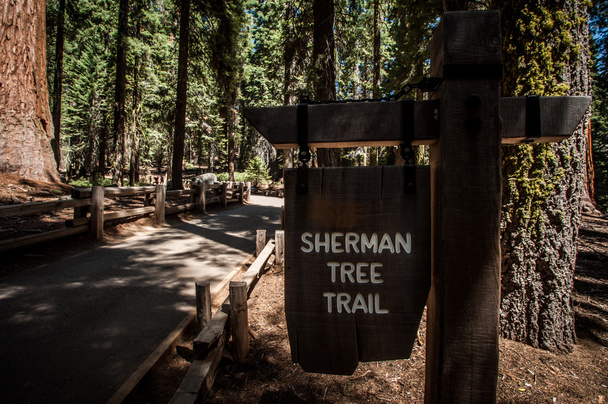 Sherman tree trail içinde - Fotoğraf, Görsel