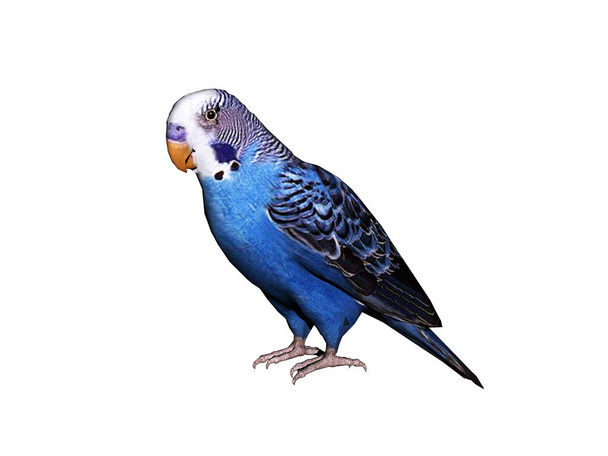 blue bird with a parrot isolated on white background - Zdjęcie, obraz