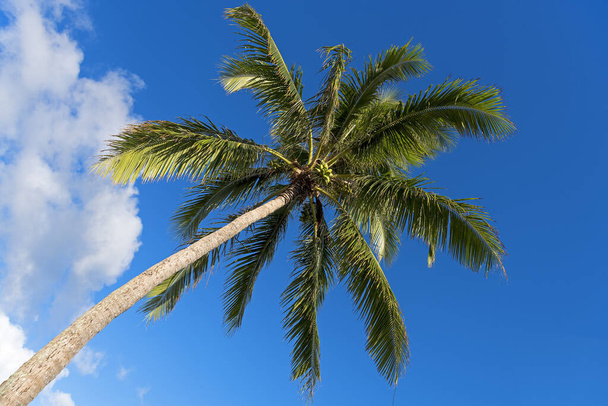 Slanted palm in Moorea,French Polynesia,South Seas,Oceania - Φωτογραφία, εικόνα