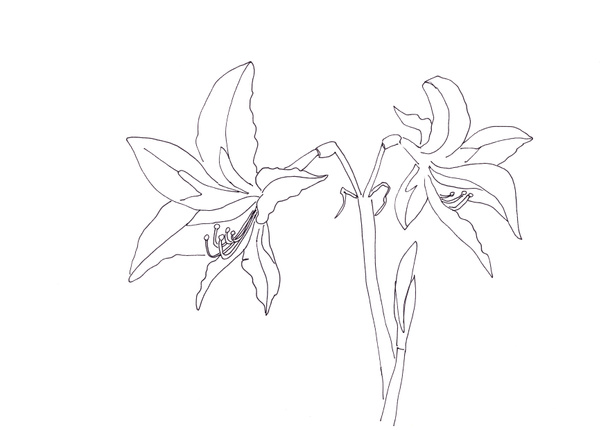 白と黒の線画で白い背景に大きなアマリリスの花を描いています - 写真・画像