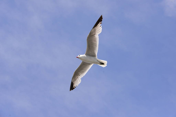 Seagulls on the Mediterranean Sea in Spain - Fotó, kép