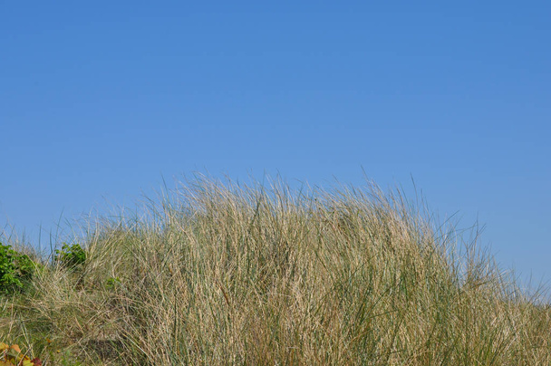 Dune landscape on the German North Sea coast on a sunny day in spring - Фото, изображение