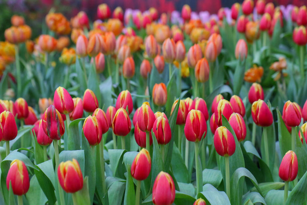 tulipanes de flor roja que florecen sobre fondo tulipanes naranjas en campo de tulipanes
. - Foto, Imagen