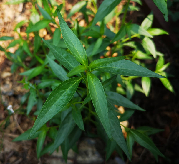 Ταϊλανδικά βότανα Βασιλιάς της Πικρής επιστημονικής ονομασίας Andrographis paniculate Burm, Fah Talai John, πράσινο φυτό λαχανικών - Φωτογραφία, εικόνα