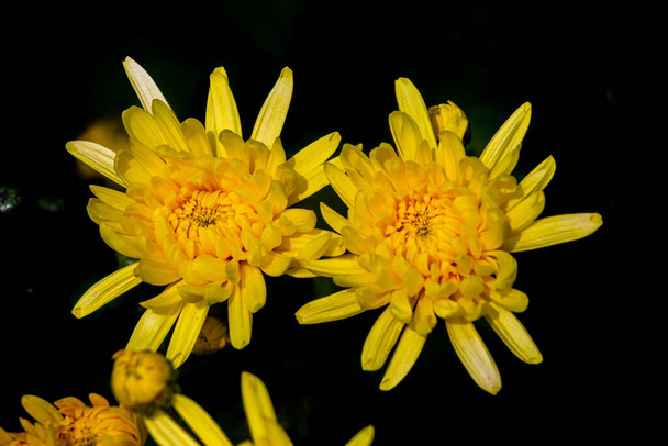 Ramo de flores de crisantemo amarillo en flor sobre fondo negro oscuro
. - Foto, imagen