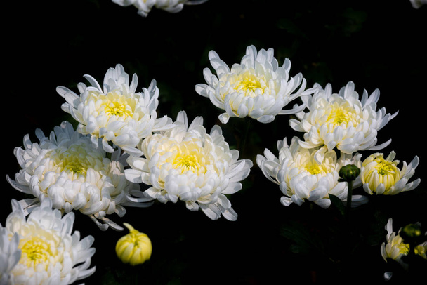 Ein Bündel blühender weißer Chrysanthemenblüten auf isoliertem schwarzem Hintergrund. - Foto, Bild