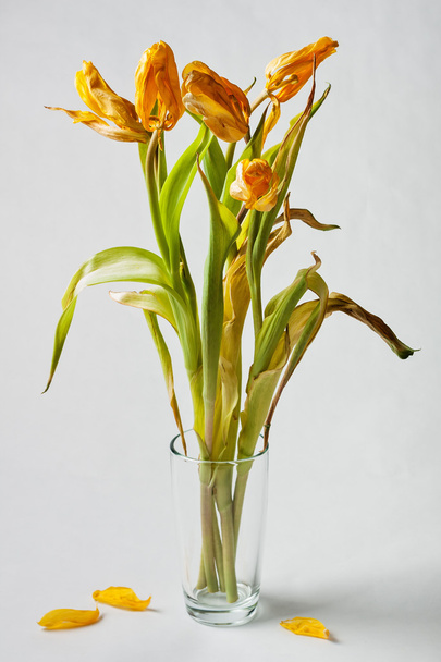 зів'ялі жовті тюльпани
 - Фото, зображення