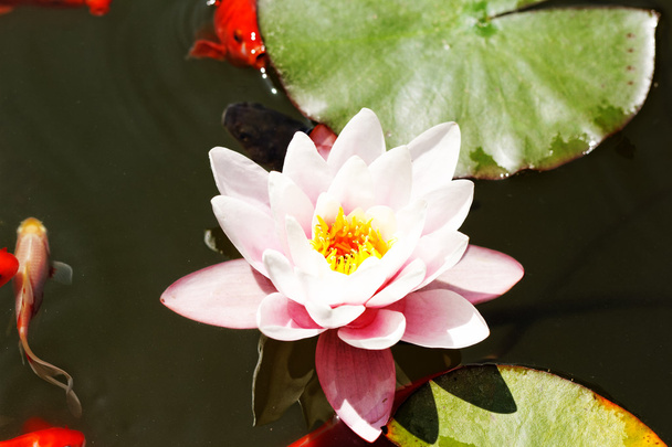 roze water lily - Foto, afbeelding