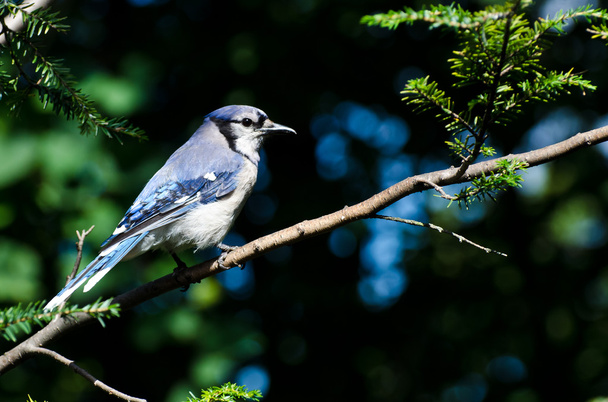 Blue Jay Perched on Branch - Photo, Image
