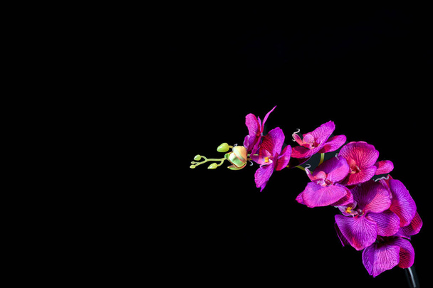 Flor de orquídea púrpura sobre fondo negro de cerca
. - Foto, imagen
