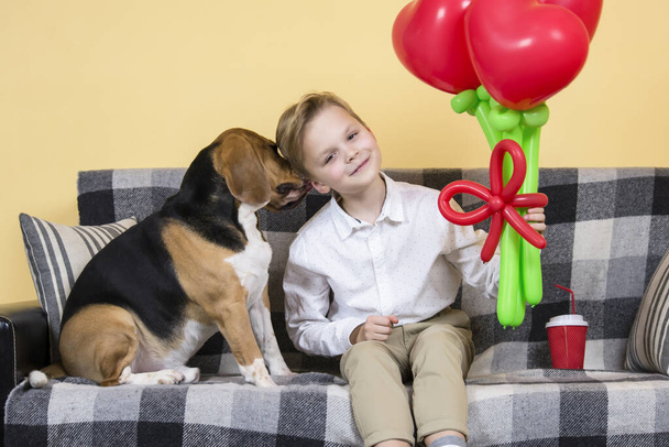 cute boy holding a bunch of heart-shaped balloons and a funny beagle dog on the sofa - Valokuva, kuva