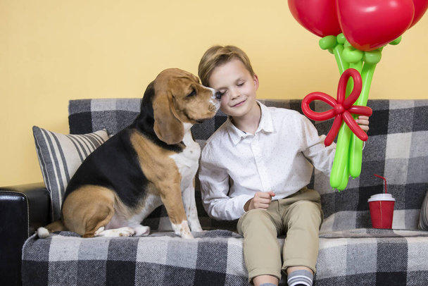cute boy holding a bunch of heart-shaped balloons and a funny beagle dog on the sofa - Fotoğraf, Görsel