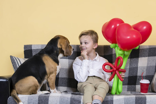 cute boy holding a bunch of heart-shaped balloons and a funny beagle dog on the sofa - Фото, изображение