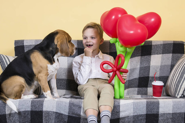 cute boy holding a bunch of heart-shaped balloons and a funny beagle dog on the sofa - Photo, Image