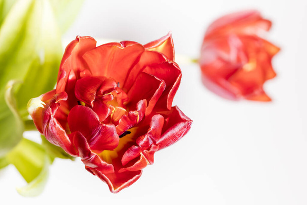 Two bright red tulip flowers against a white background. - Fotografie, Obrázek