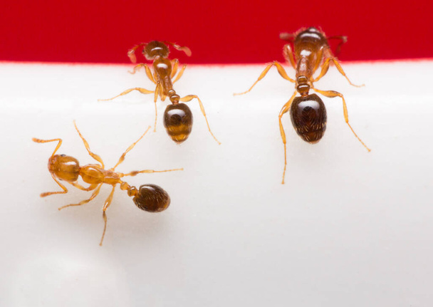 les fourmis sur verre blanc, les macro fourmis
 - Photo, image